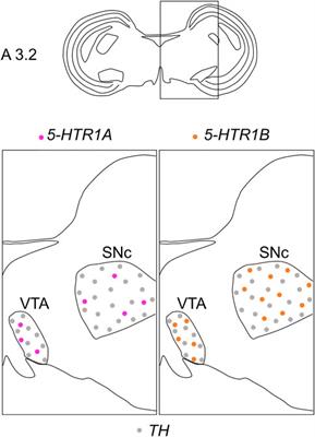 Dopaminergic nuclei in the chick midbrain express serotonin receptor subfamily genes